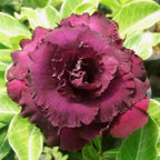 Desert Rose ‘Purple Immortality’ (Adenium hybrid)