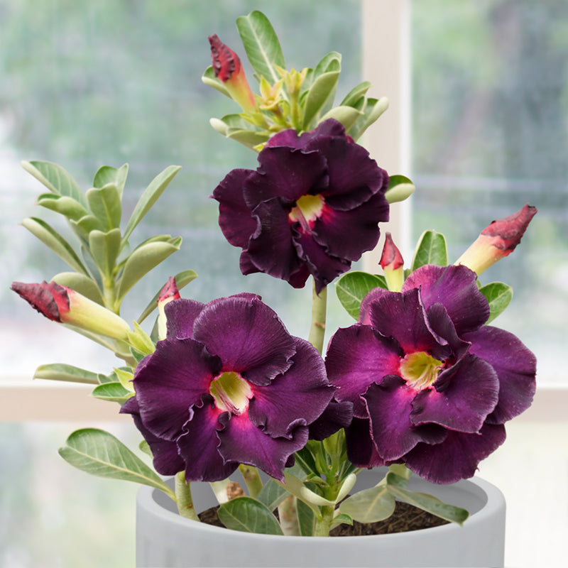 Desert Rose ‘Purple Power’ (Adenium hybrid)