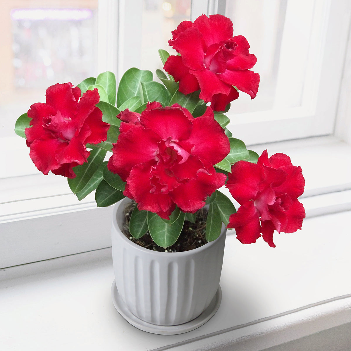 Desert Rose ‘Red Robin’ (Adenium hybrid)