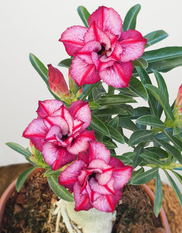 Desert Rose ‘Rose Crown’ (Adenium hybrid)