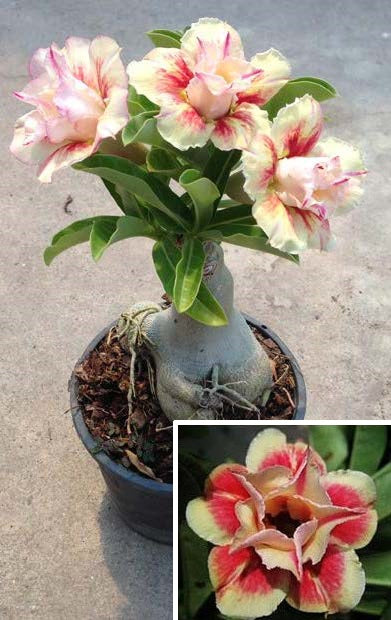 Desert Rose ‘Sunshine’ (Adenium hybrid)