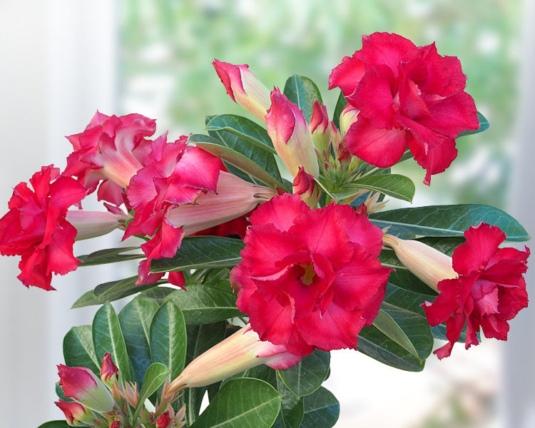 Desert Rose ‘Triple Star’ (Adenium hybrid)