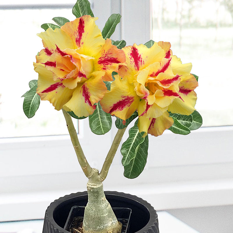 Desert Rose ‘Tropical Tiger’