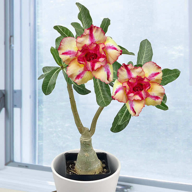 Desert Rose ‘Yellow Charm’ (Adenium hybrid)