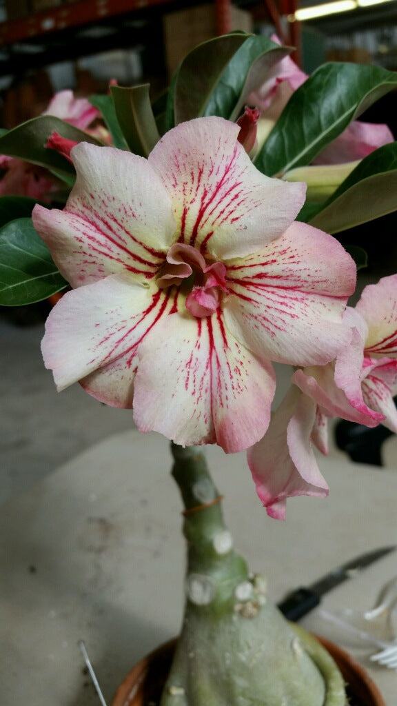 Desert Rose ‘Yellow Fragrance’ (Adenium hybrid)