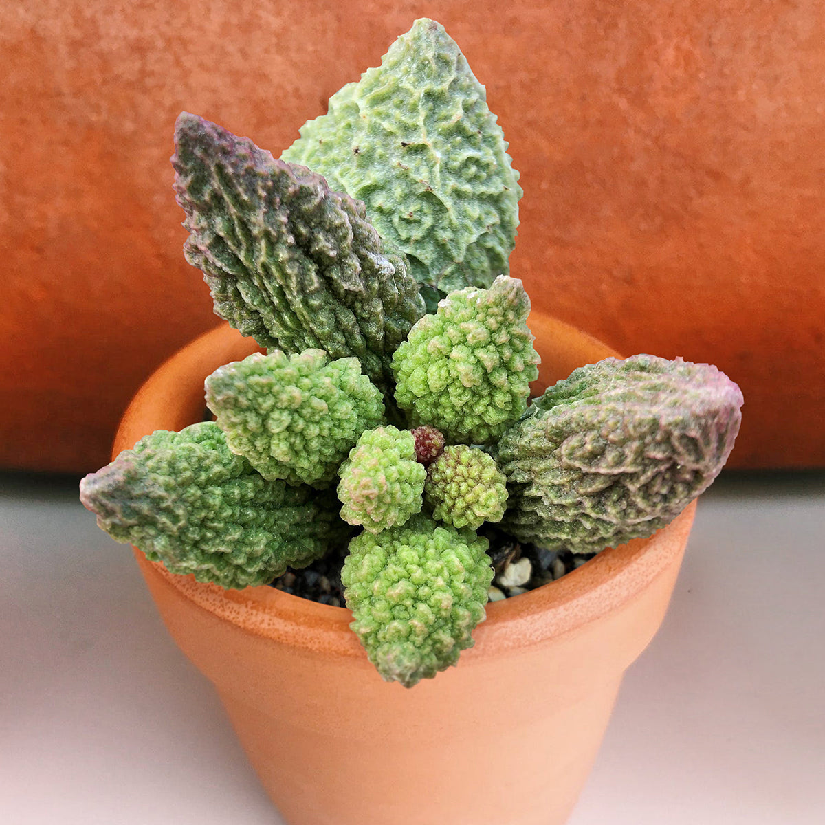 Adromischus herrei (Adromischus marianae f. herrei)