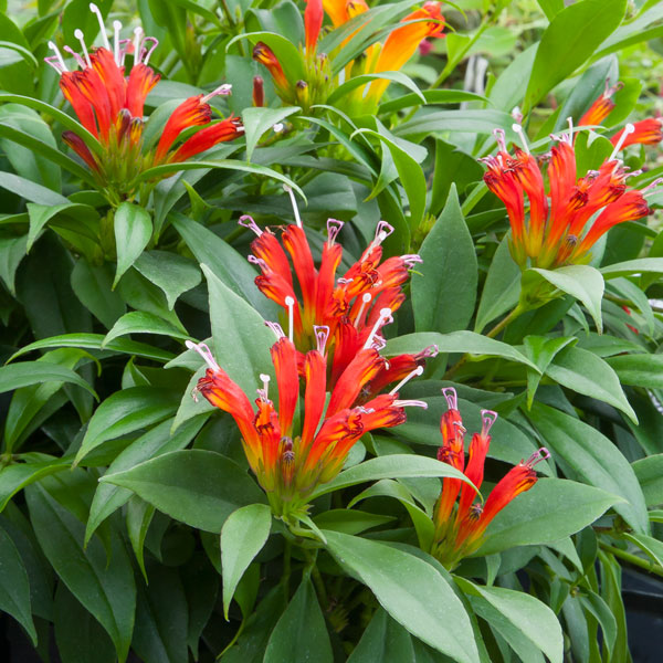 Lipstick Plant ‘Fireworks’ (Aeschynanthus hybrid)
