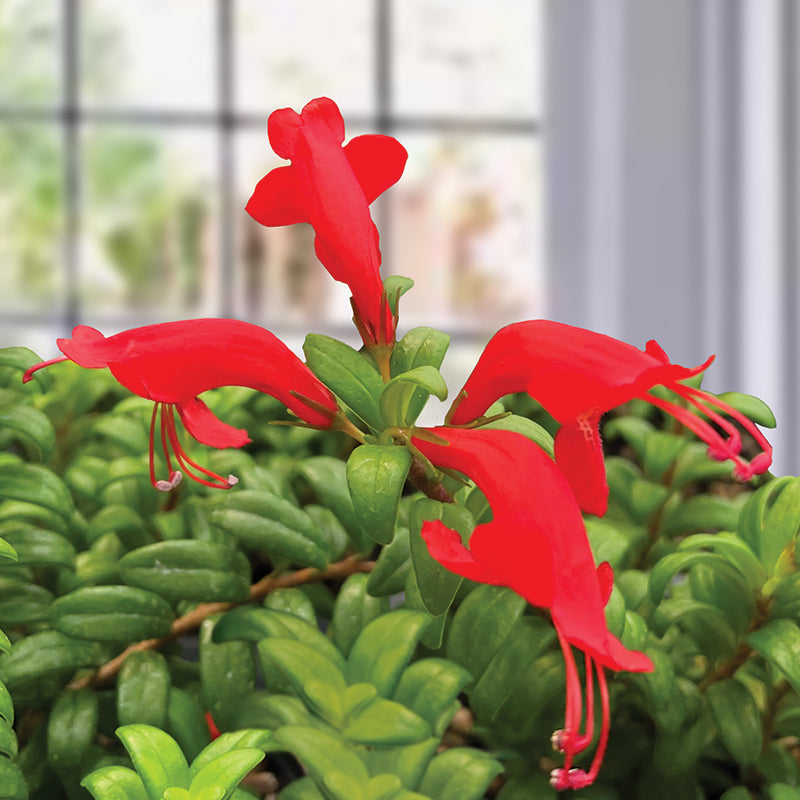 Box-Leaf Lipstick Plant (Aeschynanthus buxifolius)