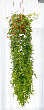 Lipstick Plant ‘Rapunzel’ (Aeschynanthus Japhrolepsis)