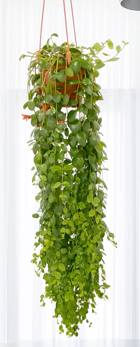 Lipstick Plant ‘Rapunzel’ (Aeschynanthus Japhrolepsis)