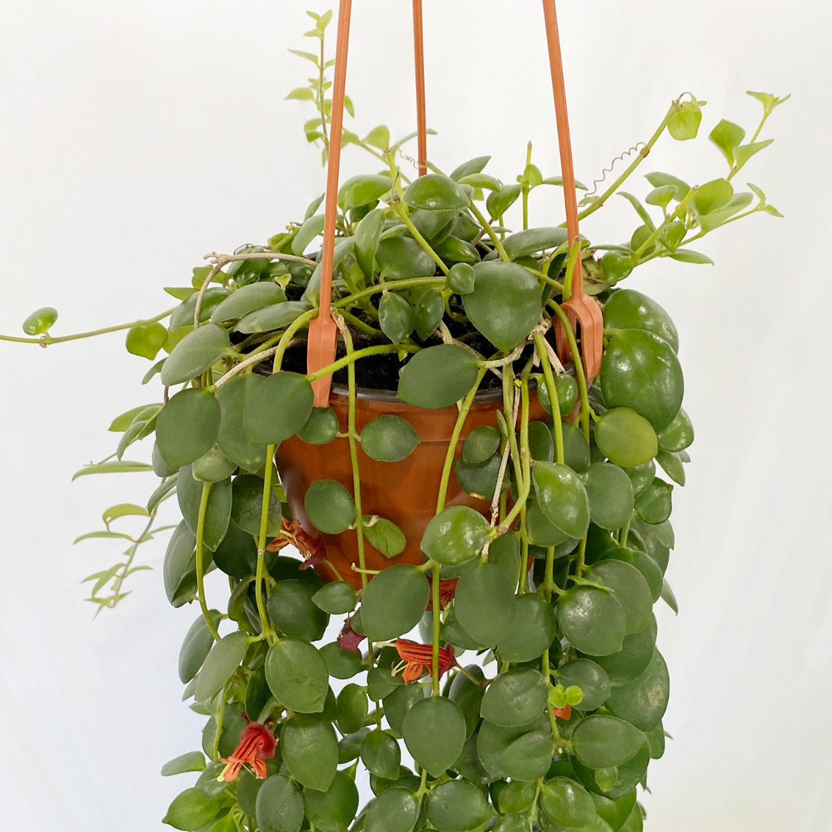 Lipstick Plant ‘Rapunzel’ (Aeschynanthus Japhrolepsis)