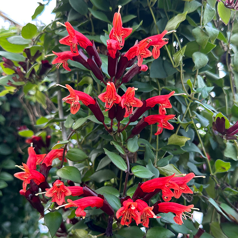 Lipstick Plant ‘Tiger Stripe’ (Aeschynanthus hybrid)