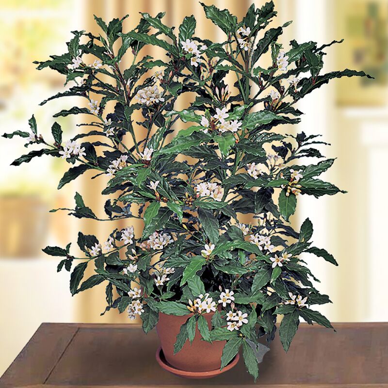 African Gardenia (Mitriostigma axillare)
