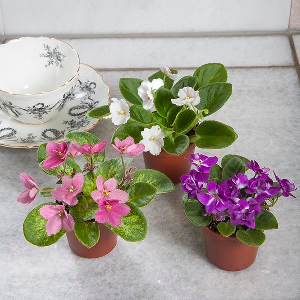 Miniature African Violet Collection (Saintpaulia hybrids)