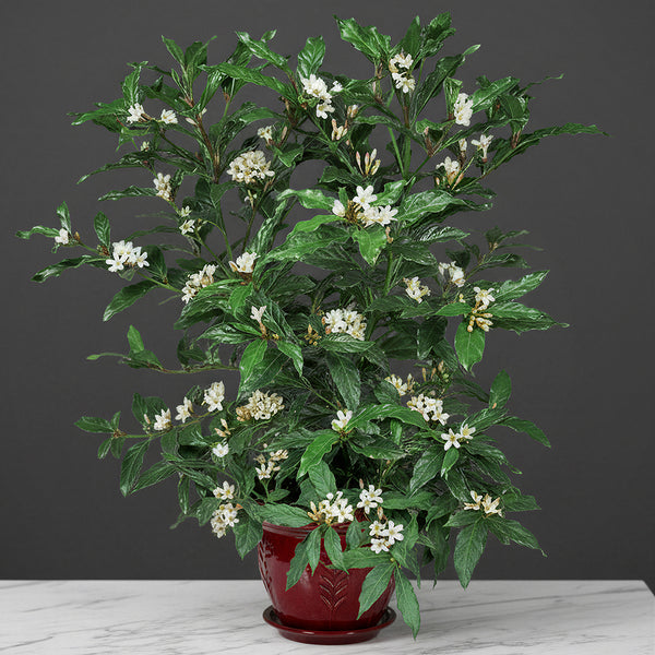 cinnamon gardenia plant African Gardenia For Sale