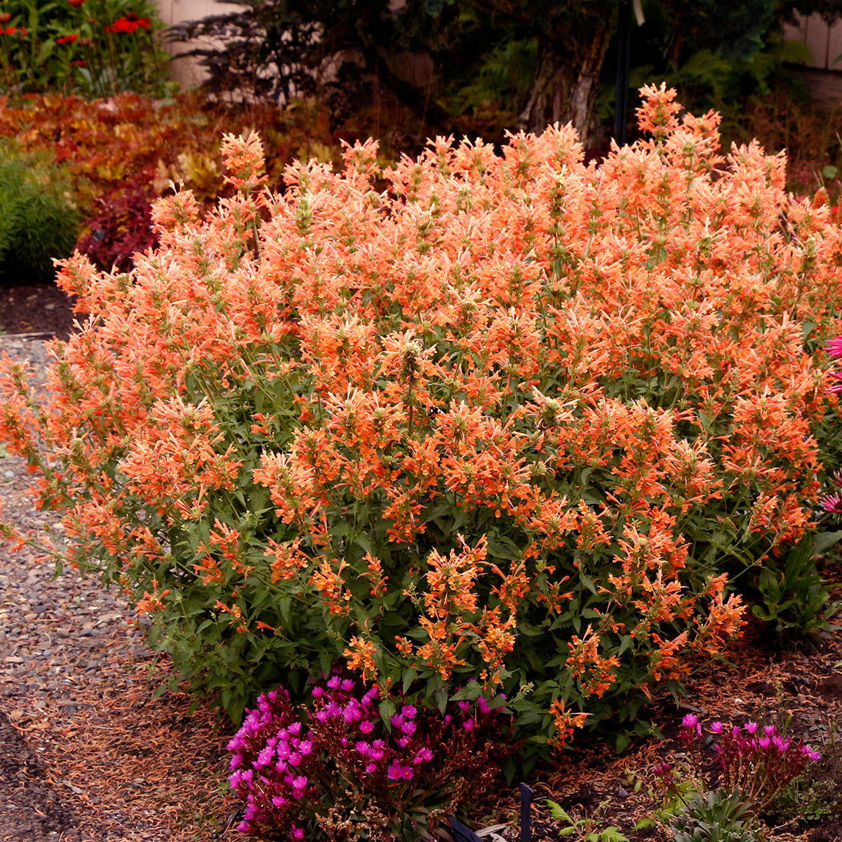 Agastache Poquito® Orange PP (Agastache hybrid)