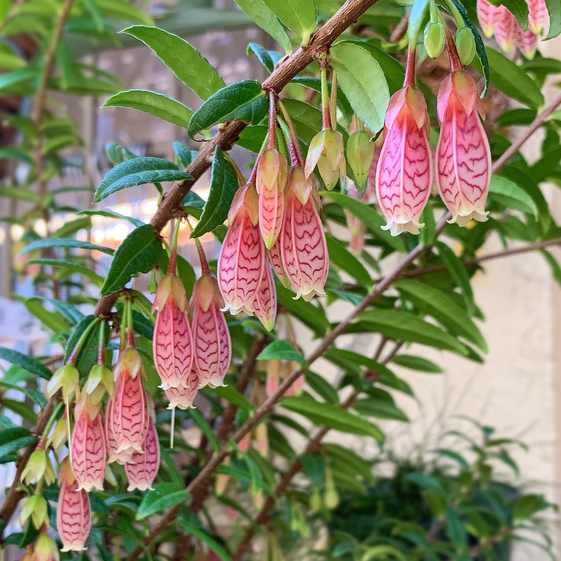 Himalayan Lantern (Agapetes ‘Ludgvan Cross’)