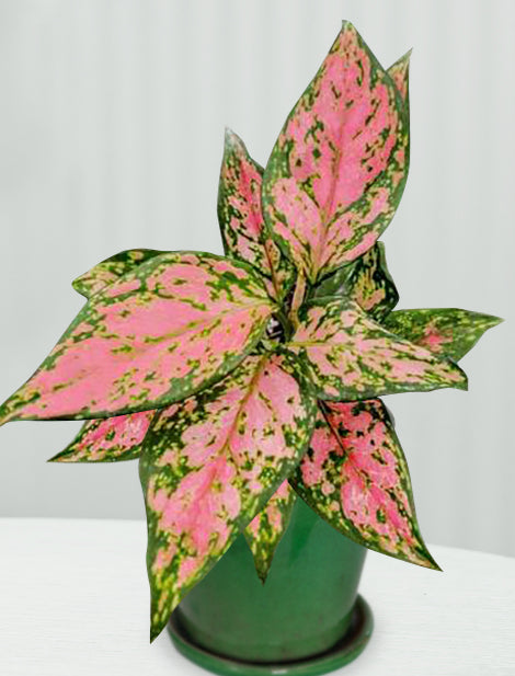 Aglaonema ‘Red Wishes’ (Aglaonema hybrid)