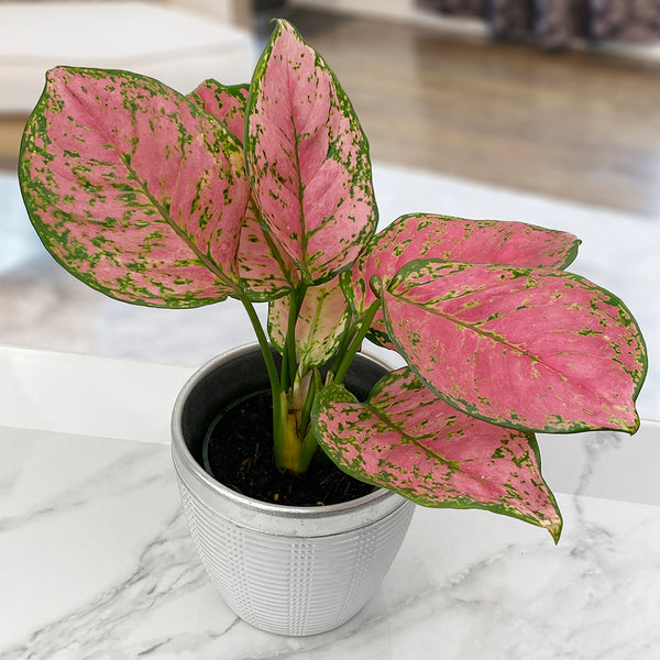 Aglaonema ‘Ruby Ray’ For Sale – Logee's Plants