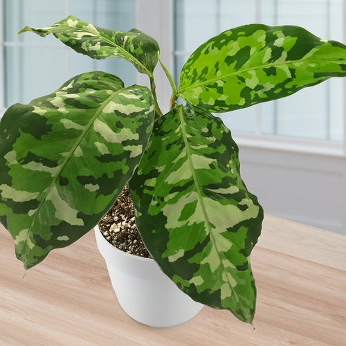 aglaonema tripictum Aglaonema Pictum Tricolor *Grower's choice*