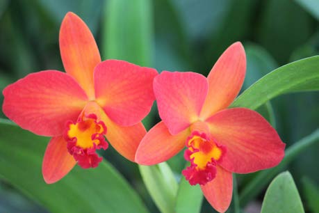 Mini Cattleya Orchid ‘Aki Tori’ (Cattleya hybrid)