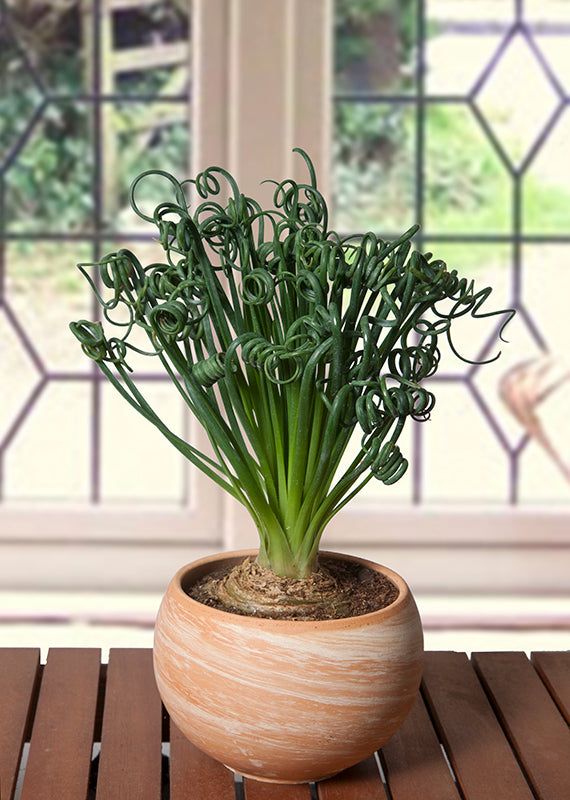 Albuca ‘Frizzle Sizzle’ (Albuca spiralis)