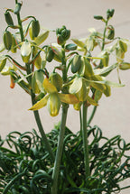 Albuca ‘Frizzle Sizzle’ (Albuca spiralis)