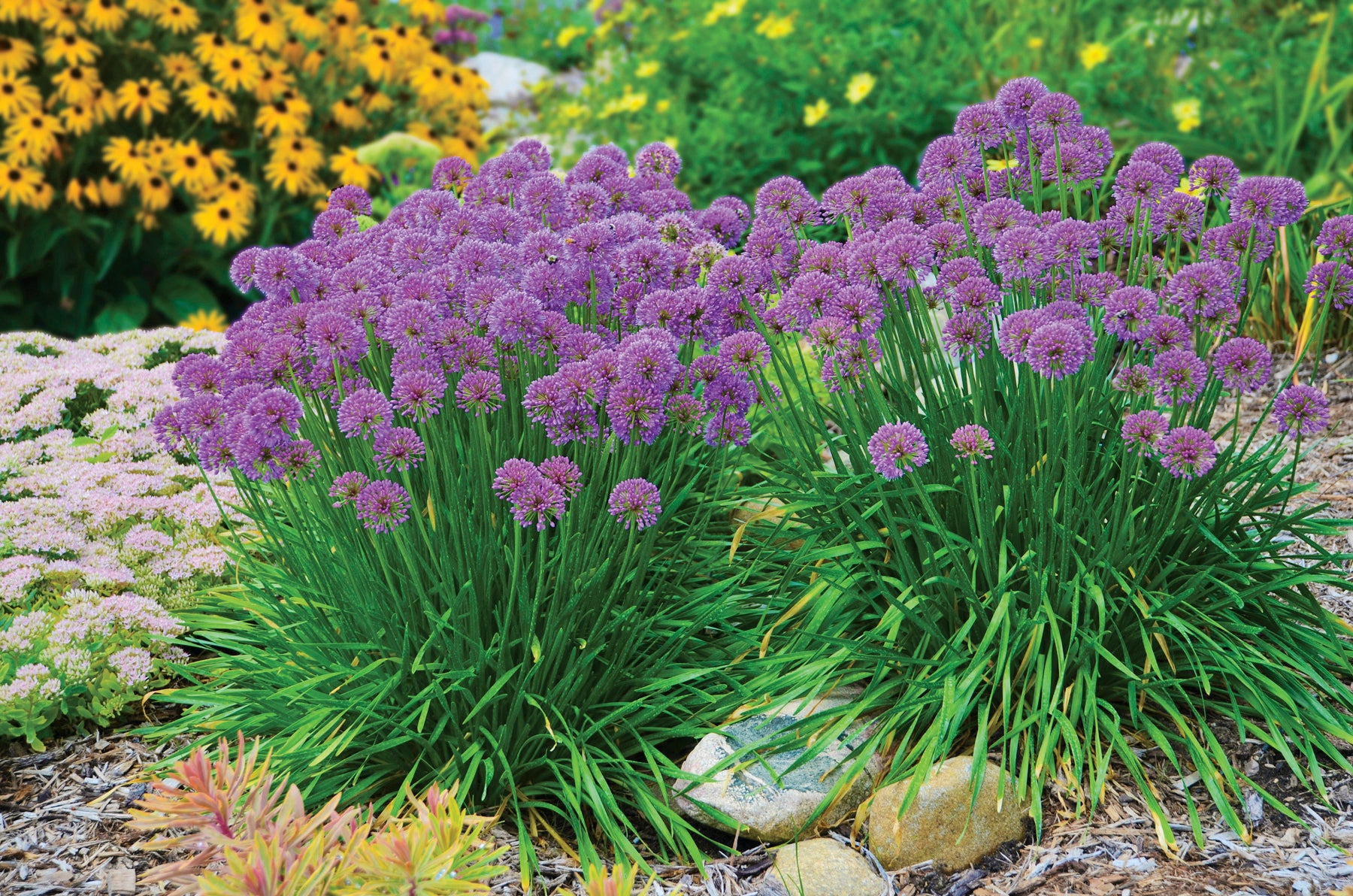 Allium ‘Millenium’ (Allium hybrid)