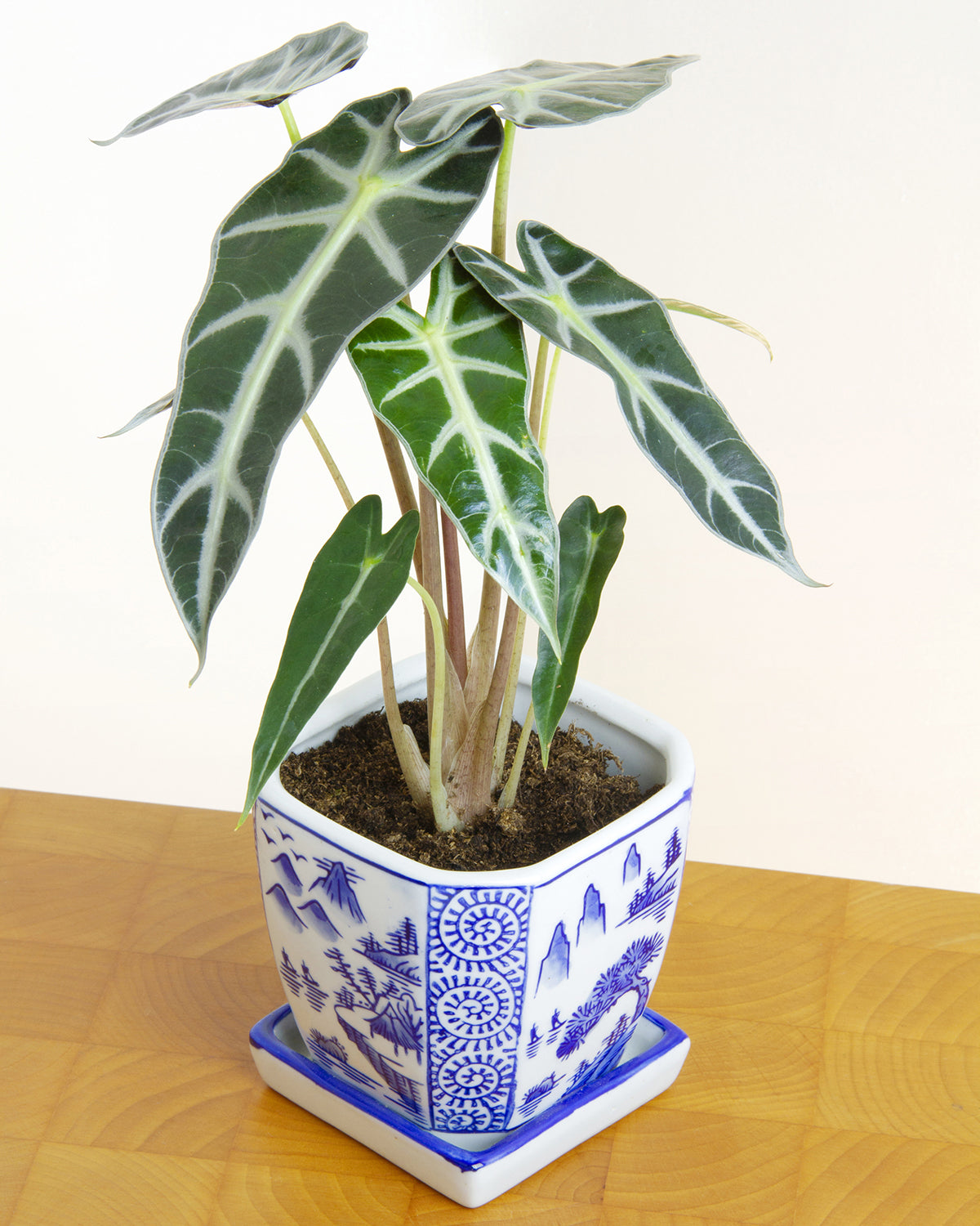 Alocasia ‘Bambino’ (Alocasia amazonica)
