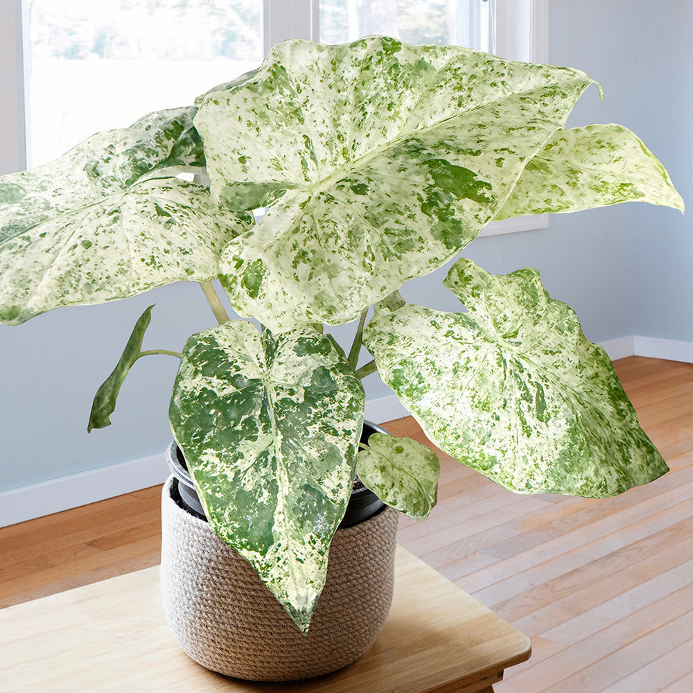 Alocasia 'Blizzard'