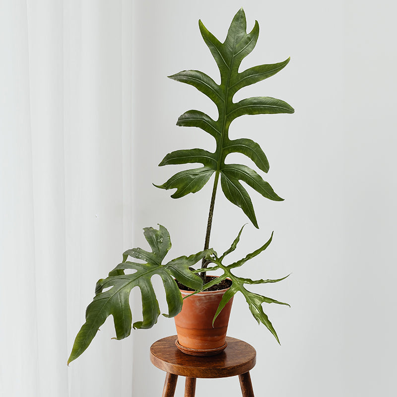 Alocasia brancifolia