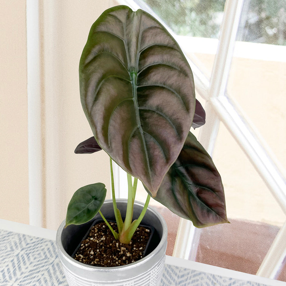 Alocasia ‘Red Secret’ (Alocasia cuprea)