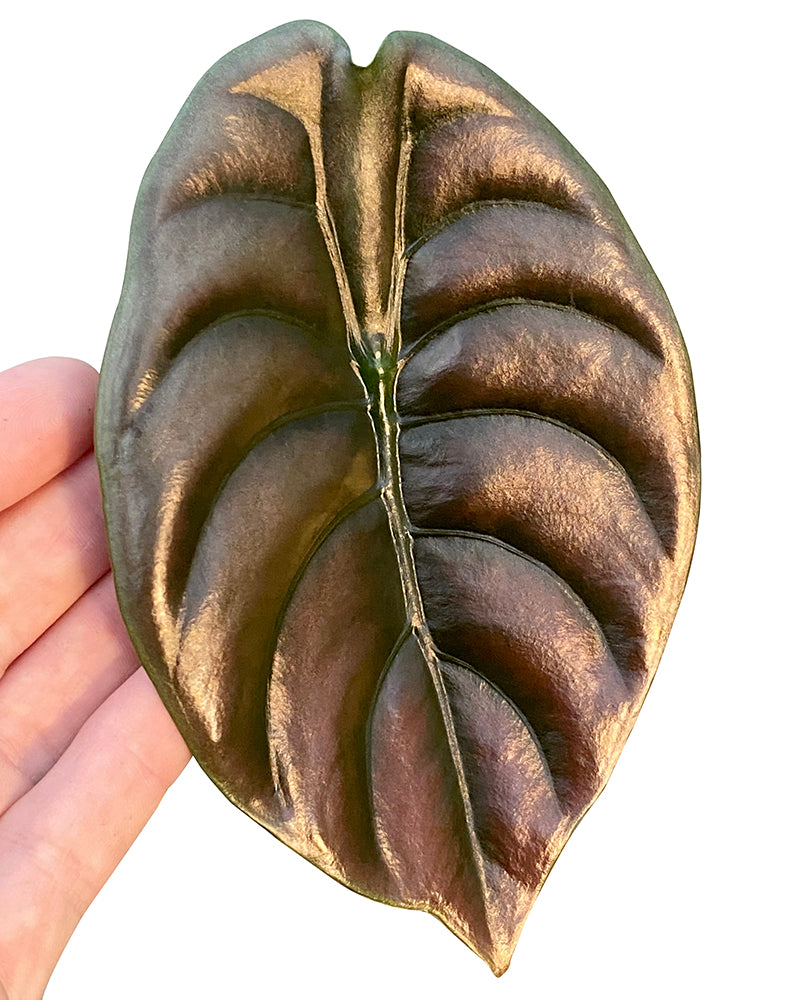 Alocasia ‘Red Secret’ (Alocasia cuprea)