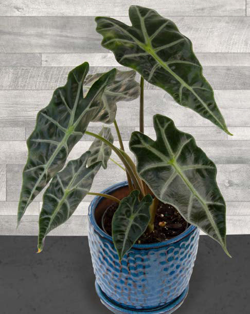 Alocasia ‘Dwarf Amazonica’ (Alocasia amazonica)