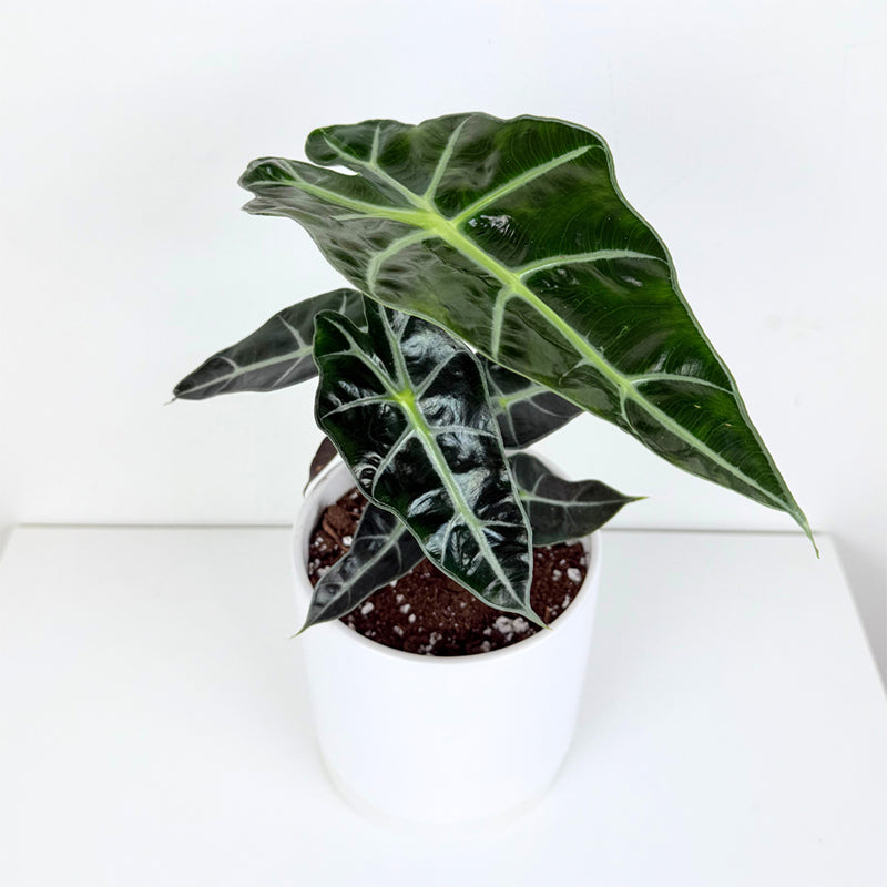 Alocasia 'Dwarf Amazonica'