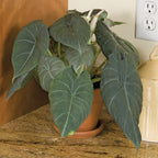 Alocasia ‘Maharani’ (Alocasia hybrid)