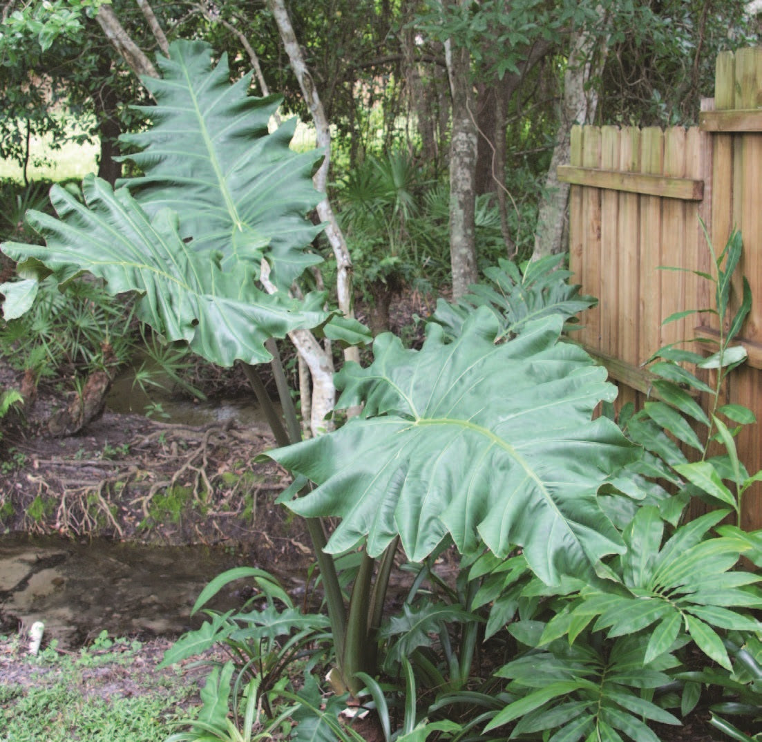 Elephant Ear Megalodon™ (Alocasia portei)
