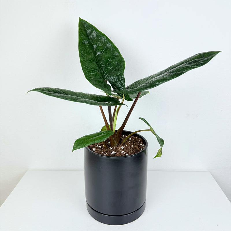 Alocasia scalprum
