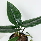 Alocasia scalprum (Alocasia scalprum)