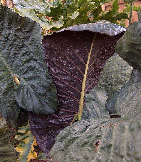 Elephant Ear ‘Serendipity’ (Alocasia hybrid)