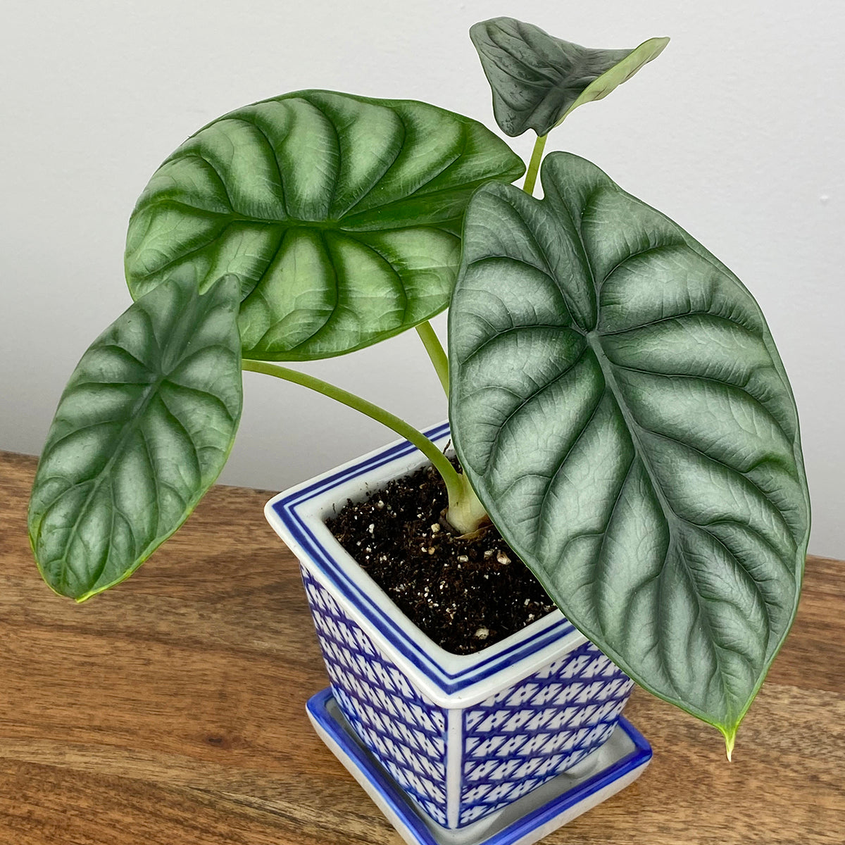 Alocasia ‘Silver Dragon’ (Alocasia baginda)