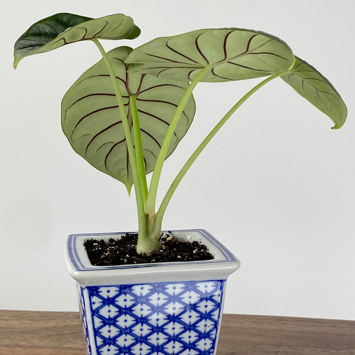 Alocasia ‘Silver Dragon’ (Alocasia baginda)