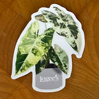 Logee's Variegated Alocasia Sticker