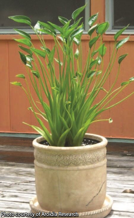 Alocasia ‘Tiny Dancers’ PP (Alocasia hybrid)
