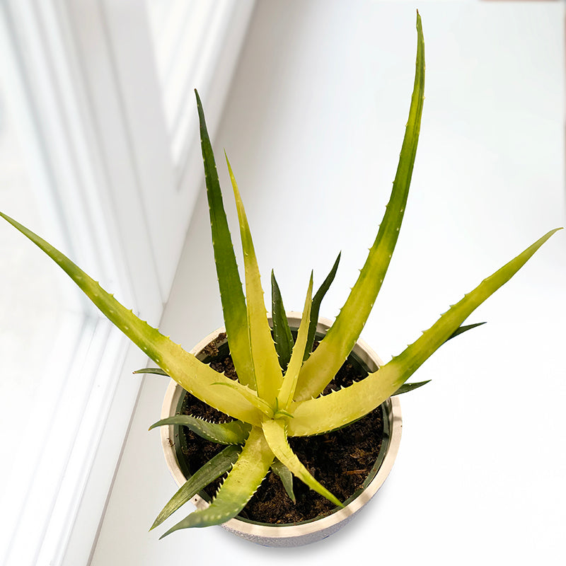 Aloe ‘Solar Flare’ PP