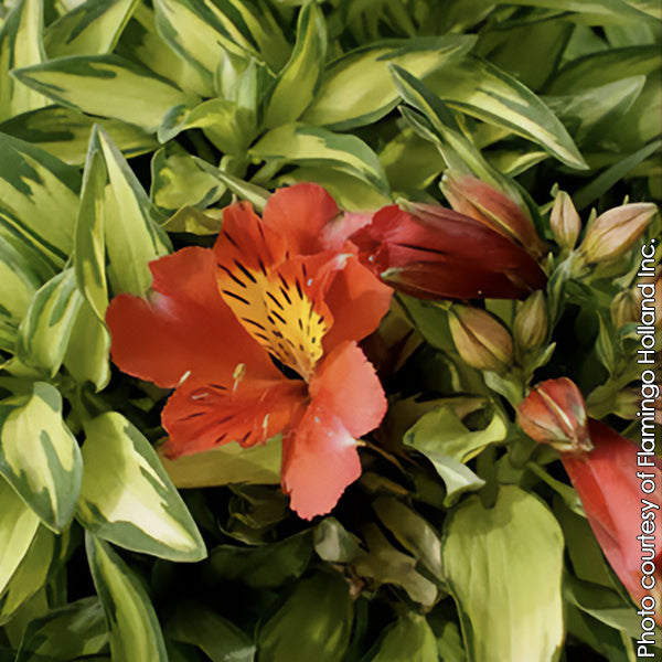 Alstroemeria ‘Little Miss Zoe’ PP (Alstroemeria hybrid)