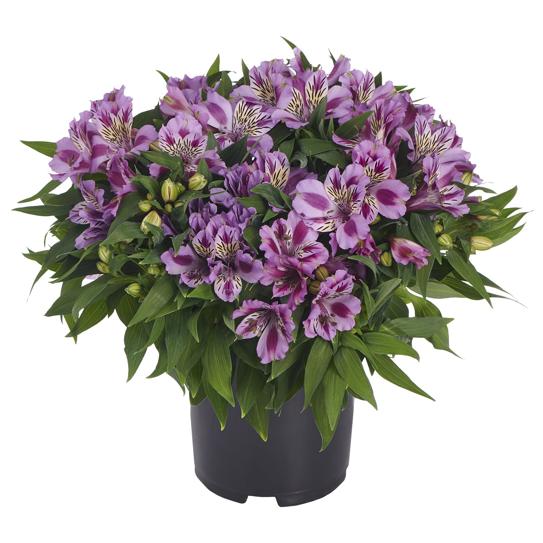 Princess Lily® ‘Mulan’ PP (Alstroemeria hybrid)