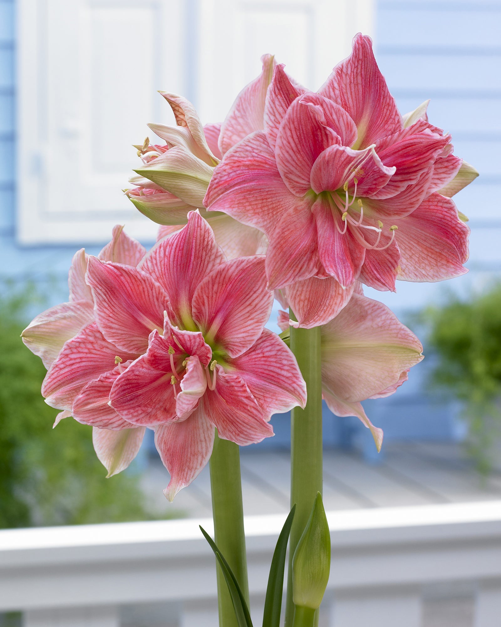 Amaryllis ‘Sweet Nymph’ (Hippeastrum hybrid)