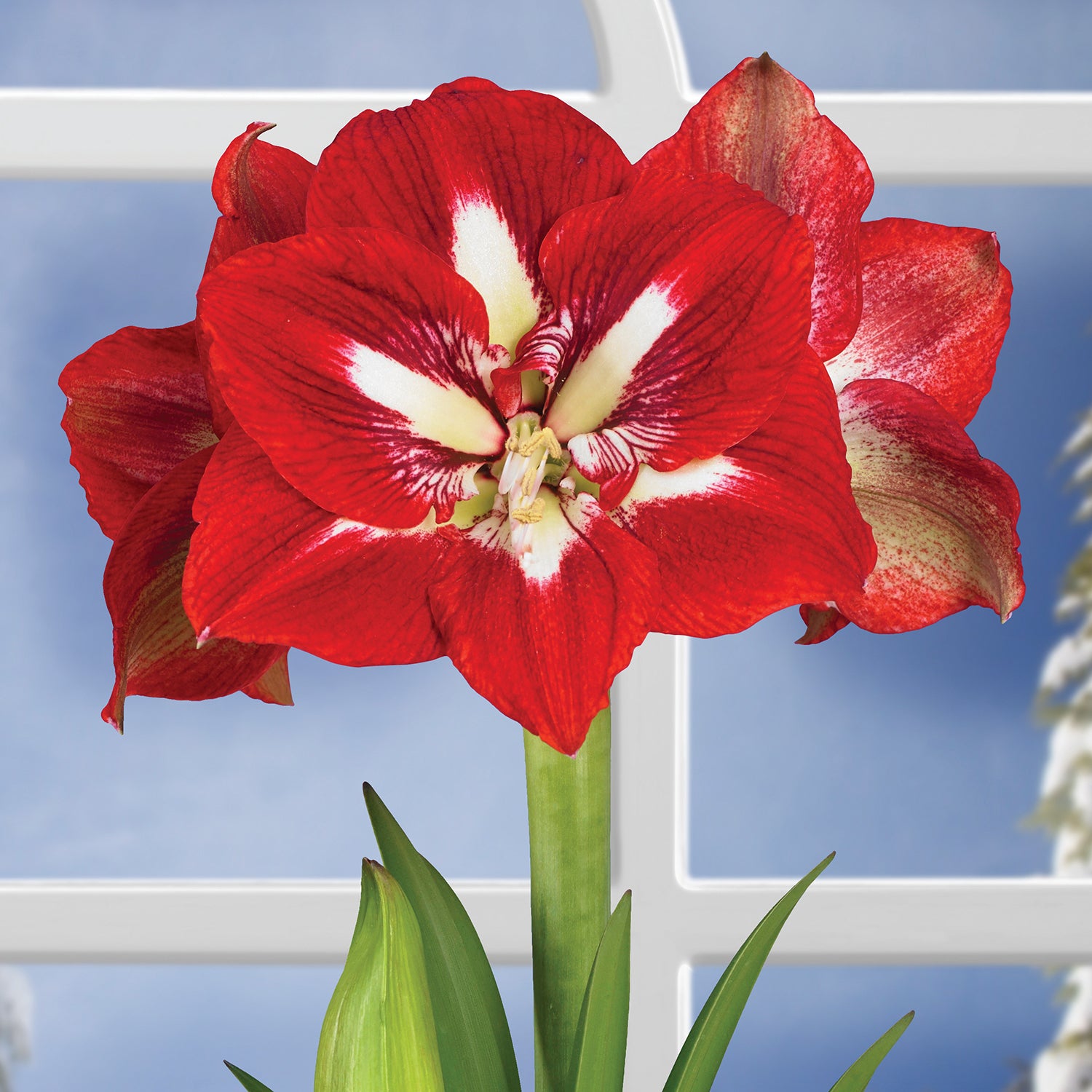 Amaryllis ‘Barbados’ (Hippeastrum hybrid)
