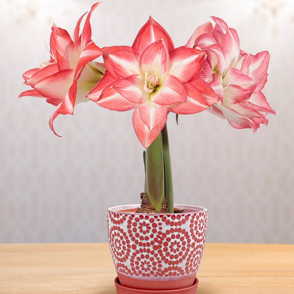 Amaryllis ‘Blossom Peacock’ (Hippeastrum hybrid)
